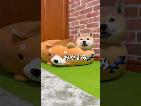 おやすみ🐶💤柴犬 shibainu shorts サムネイル