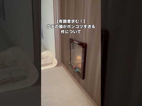 IQ2の挑戦。どうしたら通れるようになるのか教えて欲しい。 マンチカン マンチカン短足 子猫 猫 サムネイル