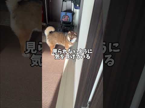 プロ意識の高い柴犬🐕 サムネイル