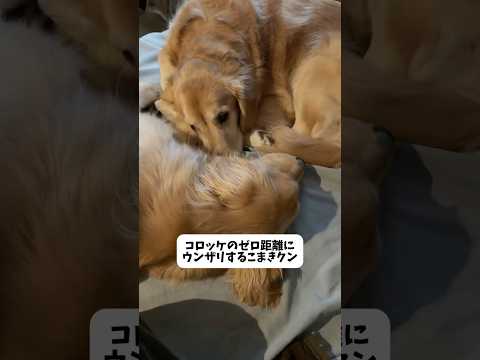 ゴル距離 大型犬 ゴールデンレトリバー サムネイル