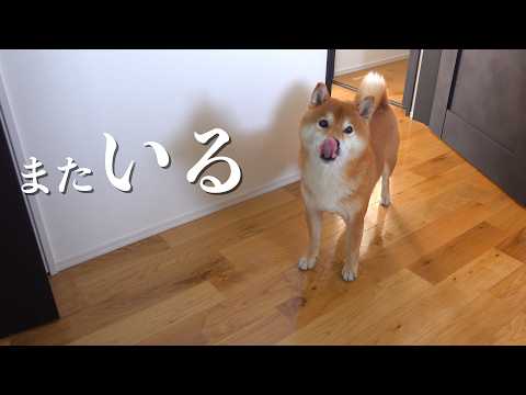 毎回トイレの前で待つ柴犬、理由が可愛すぎるw w サムネイル