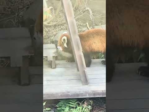 shorts 初めましてランマルくん　レッサーパンダ　浜松市動物園　2026年2月14日　IMG 8365 サムネイル