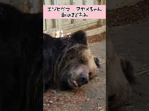 エゾヒグマ・アヤメちゃん　あさのまどろみ 東武動物公園 動物 癒し zoo かわいい 動物園 animals エゾヒグ… サムネイル