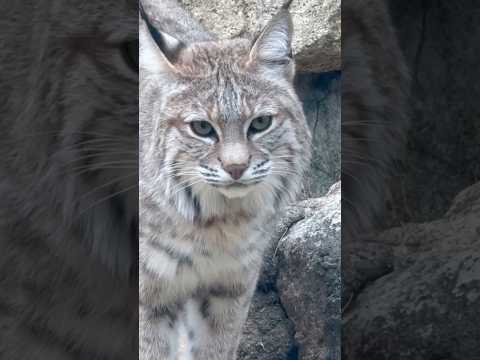 shorts ボブキャットのソラちゃん　王子動物園　2025年12月27日 サムネイル