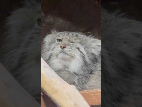 shorts クリョンくんにウインクされた〜　マヌルネコ　上野動物園　2026年2月6日 サムネイル