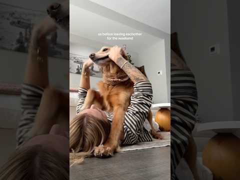 coming home to my golden retriever🥵goldenretreivers dog pup… サムネイル