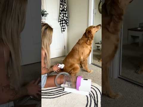 coming home to my golden retriever🥵goldenretreivers dog pup… サムネイル