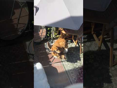 dog-tor coby to rescue🛟goldenpup puppy goldenpupppy dogbree… サムネイル