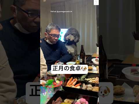 正月の食卓、家族みんなでご飯🐶　スタンダードプードル　大型犬　犬　面白い　正月 サムネイル