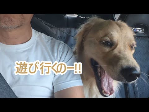 テンションアゲアゲで遊びに行くよー！ゴールデンレトリバーティト サムネイル