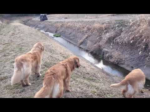 【音声無し】ゴールデンレトリバー３頭トン君、ビス、イロハでのんびり川遊び。 サムネイル