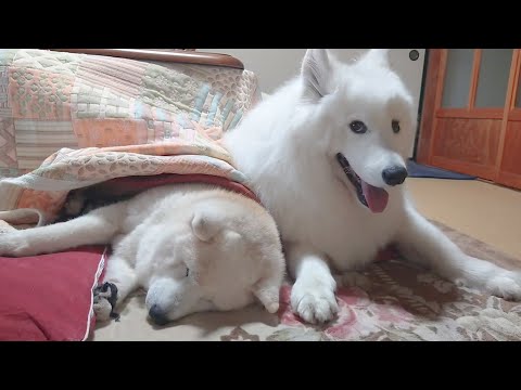 柴犬を寝かしつけるサモエド、お留守番のストレスを飼い主に１００倍返しでぶつける。 サムネイル