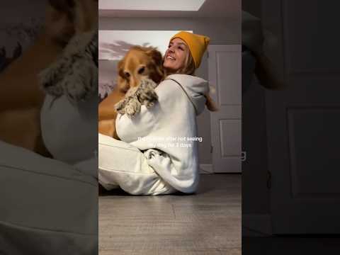 coming home to my golden retriever🥵goldenretreivers dog pup… サムネイル