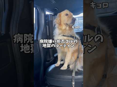病院嫌いなゴルは大変 ゴールデンレトリバー 大型犬のいる生活 大型犬と子供 病院嫌い サムネイル