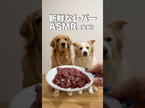 【犬の咀嚼音】初めての生レバーの食感が苦手で吐き出しちゃったゴールデンレトリバー...【ボーダーコリー】shorts サムネイル