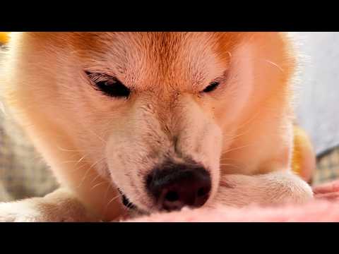 雨さんぽから帰ると、鬼の形相で肉球のお手入れを実施する柴犬 サムネイル