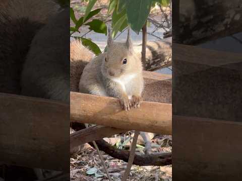 shorts モグモグ　ニホンリス　神戸どうぶつ王国　2025年12月29日 サムネイル