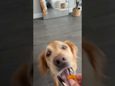 coming home to my golden retriever🥵goldenretreivers dog pup… サムネイル