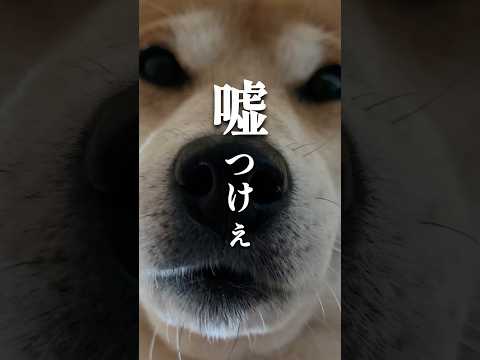 柴犬の眼力腹圧アラーム サムネイル