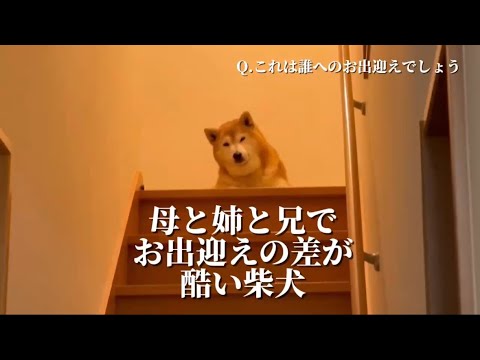 柴犬福 母と姉と兄とでお出迎えの差が酷い柴犬🤣 Mother and Sister and Brother and S… サムネイル