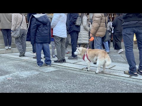 何食わぬ顔で参拝列に自然と紛れ込む柴犬【初詣】 サムネイル