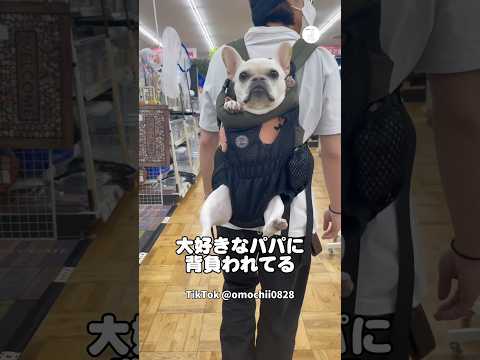 パパに恋してる犬　フレンチブルドッグ 犬　かわいい犬 犬のいる暮らし サムネイル