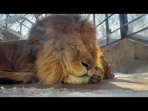 ライオン🦁のオリトくん　旭山動物園　2025年12月19日 サムネイル