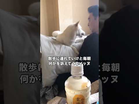 散歩に連れてってほしくて親父に駄々をこねまくる犬 柴犬 喋る犬 shorts サムネイル
