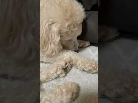 shorts クリスマスイブのタローちゃん　トイプードル　2025年12月24日 サムネイル