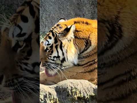 shorts アムールトラ🐯のサーシャちゃん　浜松市動物園　2026年2月14日　IMG 8404 サムネイル