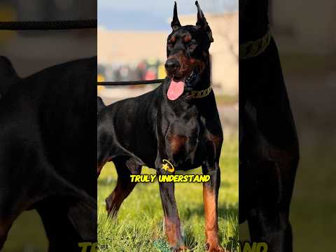 What Only Doberman Owners Truly Understand About This Breed… サムネイル