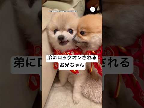好きすぎる。兄に完全ロックオンする弟　　ポメラニアン 犬　かわいい 面白い　犬のいる暮らし サムネイル