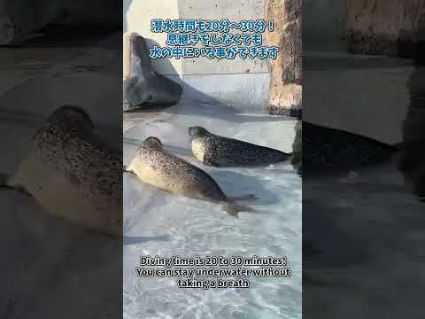 【旭山動物園】アザラシのもぐもぐタイム！[Asahiyama Zoo] Seals munching time!　sh… サムネイル