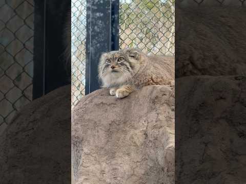 shorts 強まって来た風は冷たくオリちゃんには快適カモ😅　マヌルネコ　埼玉県こども動物自然公園にて　2026年3月… サムネイル