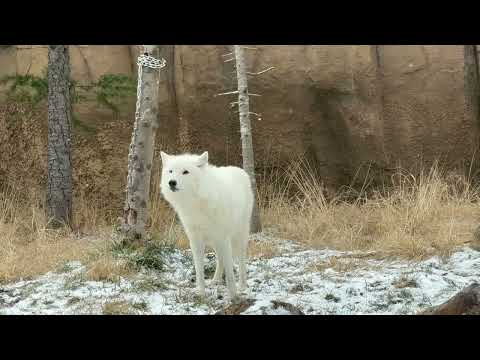 シンラさん真白ちゃん親子☺️   ホッキョクオオカミ　那須どうぶつ王国にて　2026年1月1日 サムネイル