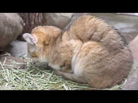 アルドくんは丸くなる〜☺️ スナネコ　那須どうぶつ王国にて　2026年1月4日 サムネイル