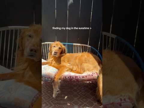 coming home to my golden retriever🥵goldenretreivers dog pup… サムネイル