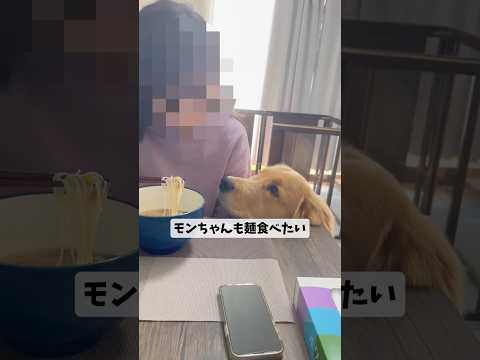 モンちゃんも食べたいgoldenretriever ゴールデンレトリバー サムネイル