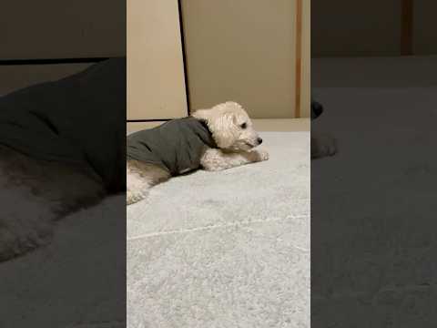 shorts 骨っこをもらった‼️タローちゃん　トイプードル　2026年3月1日 サムネイル
