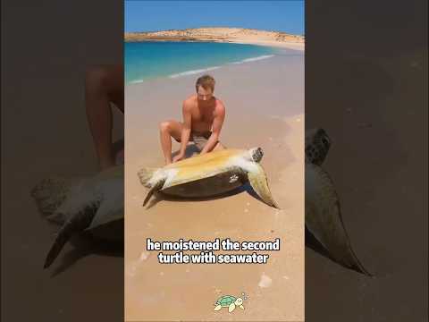 Man Saves Two Giant Turtles in One Day! 🐢⏳ #animals #pets #… サムネイル