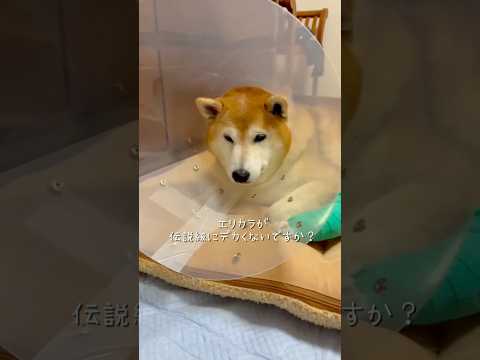 柴犬福 脚の手術Vlog🥺Shiba-Vlog🥺shorts vlog shorts funny funnydog d… サムネイル