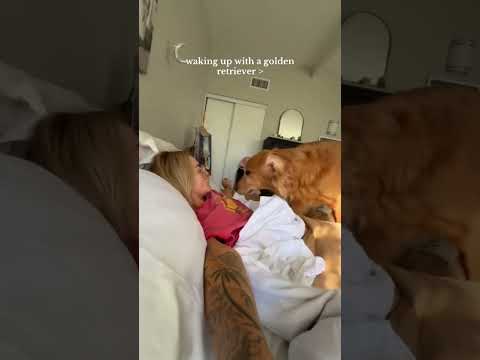 coming home to my golden retriever🥵goldenretreivers dog pup… サムネイル