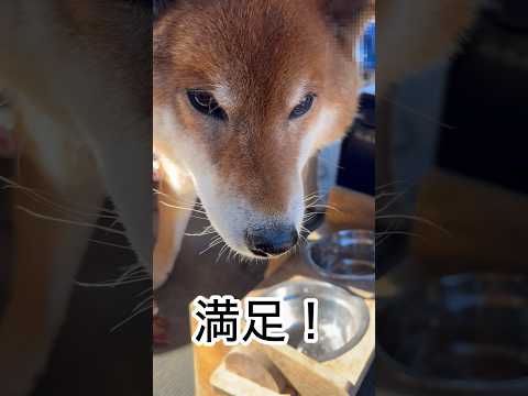 ’26.1.12 力丸の友達申請…拒否される…？ 柴犬 shibainu 柴犬のいる暮らし 柴犬の日常 おやつ ゲップ… サムネイル
