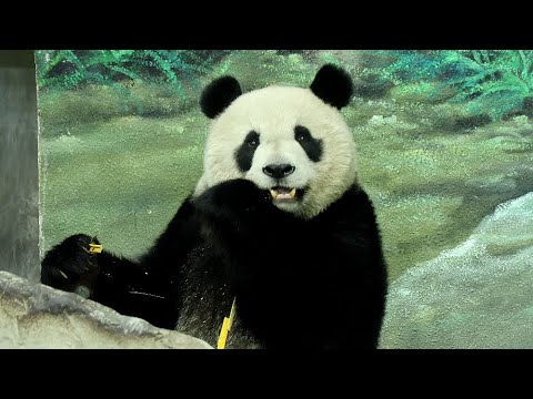 圓仔上完訓練課在鐵門口開心吃黃金竹竿|Giant Panda Yuan Zai,圆仔,貓熊,大貓熊,大熊貓|台北市立動… サムネイル