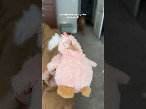 coming home to my golden retriever🥵goldenretreivers dog pup… サムネイル