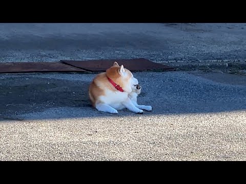 アウトドアでインドアの動きをしている柴犬 サムネイル