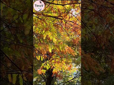 雲林虎尾青埔落羽松秘境 taiwan travel baldcypress beautiful scenery サムネイル