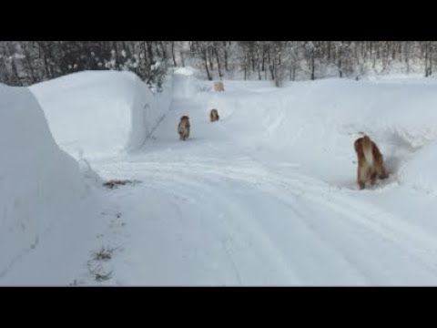 やっと捕まえました… サムネイル