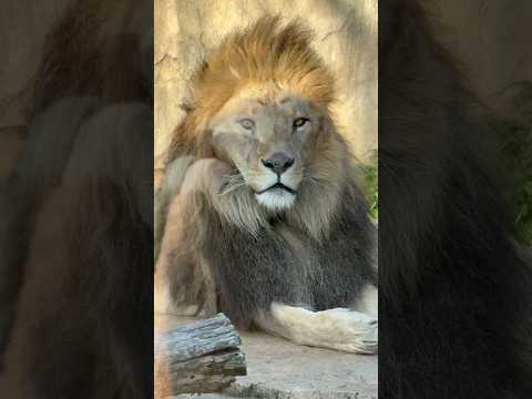 shorts ライオン🦁のアレンくん　千葉市動物公園　2026年2月23日 サムネイル