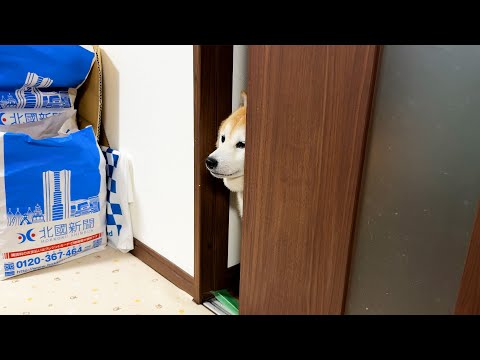 お部屋入る入る詐欺をくり返し、無慈悲に暖房の効果を無効化する柴犬 サムネイル